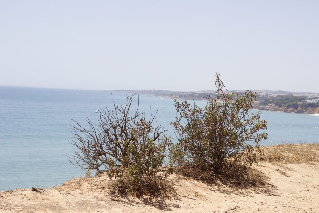 how to forgive someone who never apologised - releasing pain. two reeds blowing on beach cliff over ocean